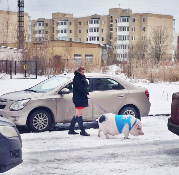 604x590, 96 Kb / свинья, девушка