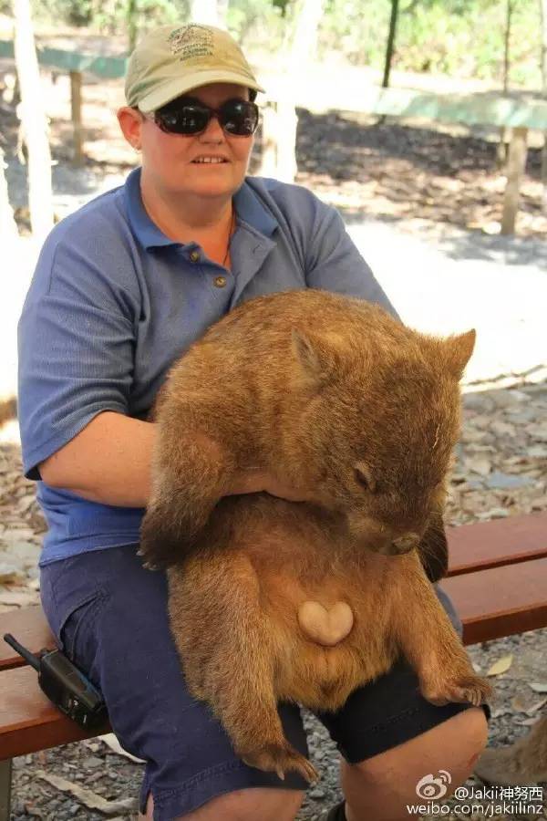 600x900, 72 Kb / очки, вомбат, яйца, сердечко, валентинка