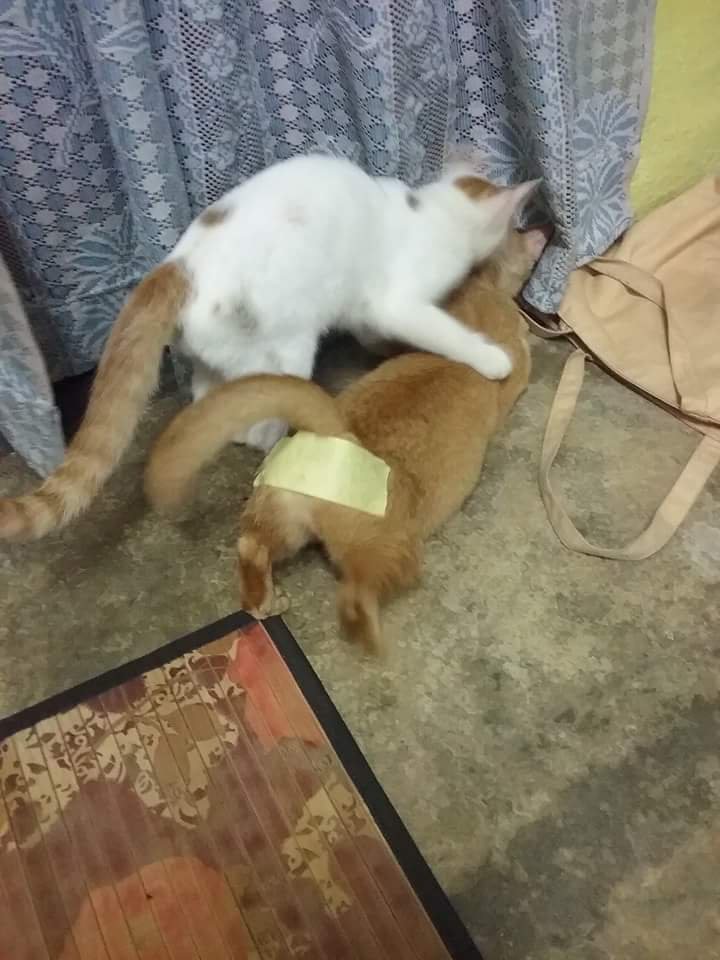 720x960, 93 Kb / стерилизация, скотч, коты, сумка, лайфхак