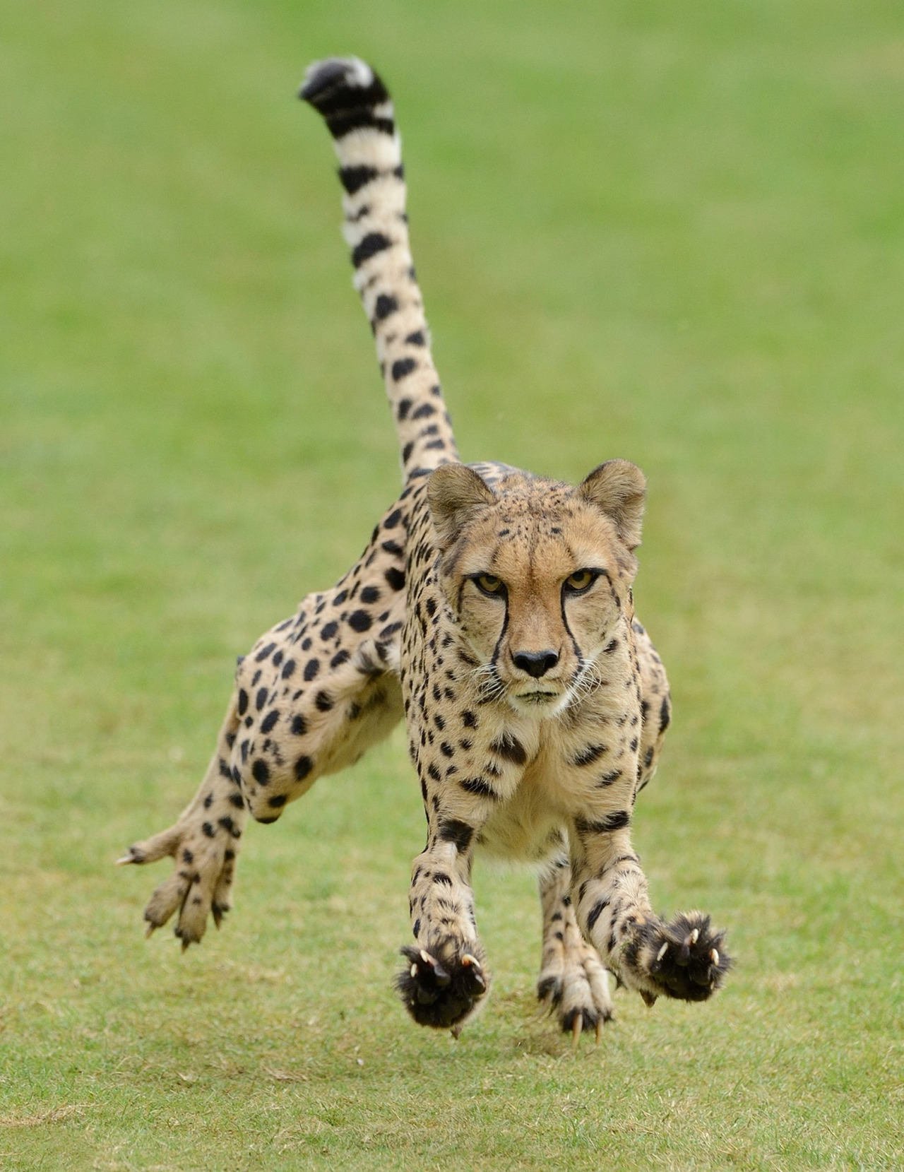 1280x1659, 542 Kb / гепард