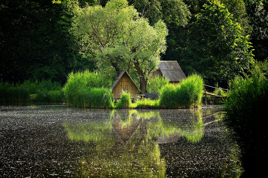 900x600, 244 Kb / заросли, пруд, озеро, домик