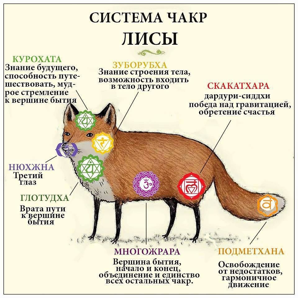 960x960, 150 Kb / лиса, чакры