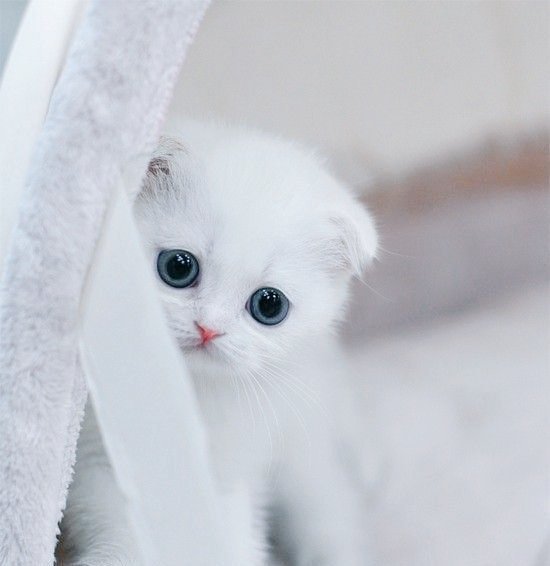 550x566, 27 Kb / котёнок, белый