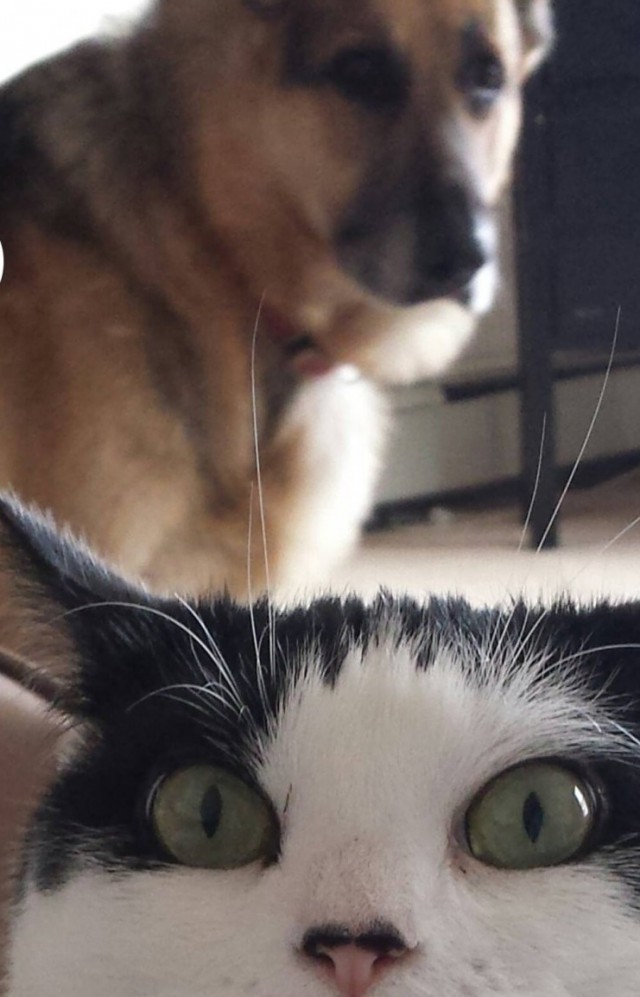 640x997, 97 Kb / котэ, псо, собака, фокус