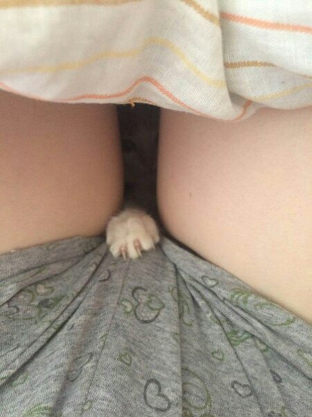 450x600, 47 Kb / трусы, лапа, одеяло