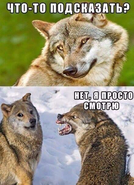 439x604, 86 Kb / Магазин, продавец, волк