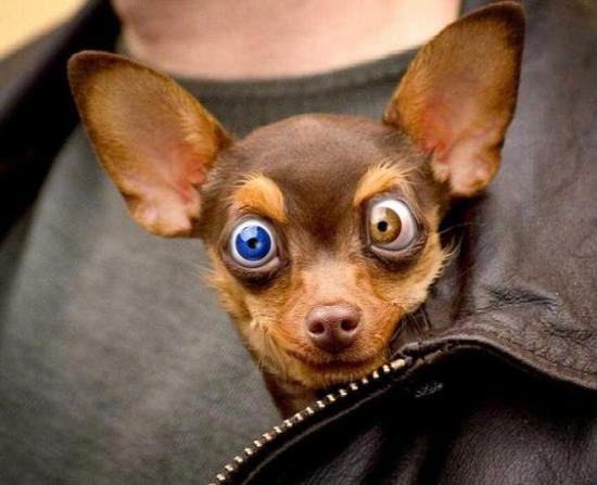 550x447, 31 Kb / собака