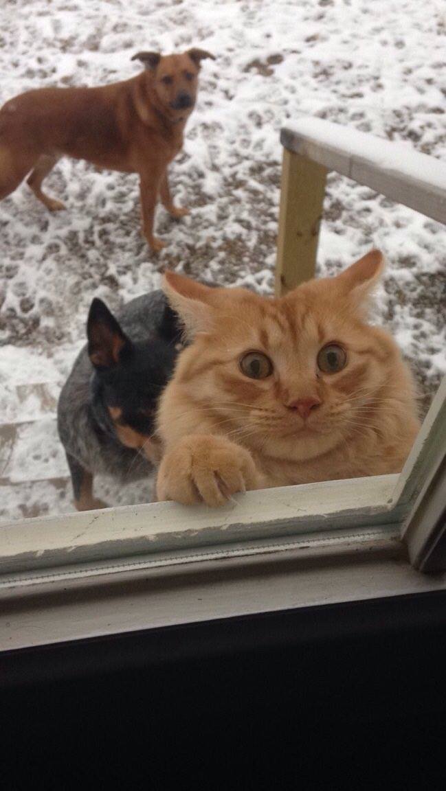 649x1152, 87 Kb / Кот, рыжий, собаки