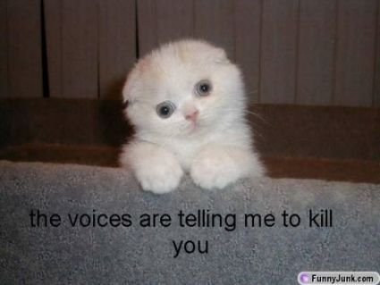 425x319, 17 Kb / котенок