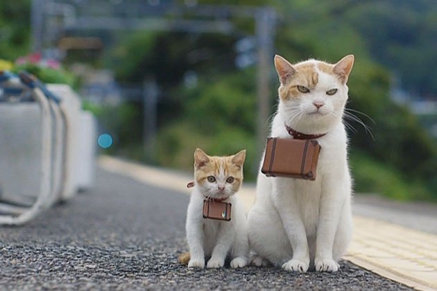 630x420, 40 Kb / Кошка, котенок, чемодан