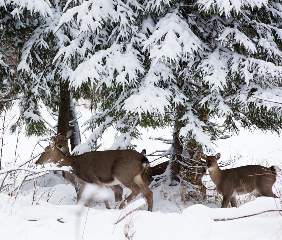 960x816, 147 Kb / олени, лес, снег