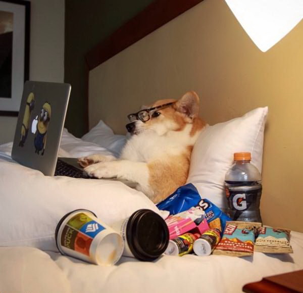 600x580, 60 Kb / собака, ноутбук, кровать, миньоны