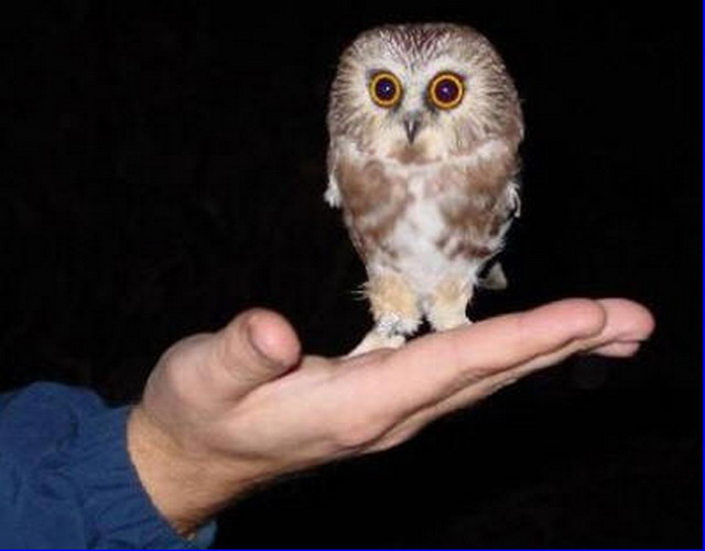 640x500, 44 Kb / сова