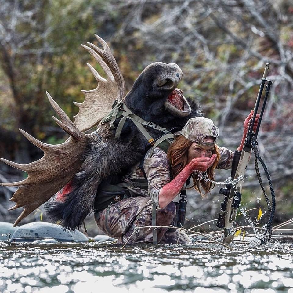 960x960, 241 Kb / лось, голова, зверюга