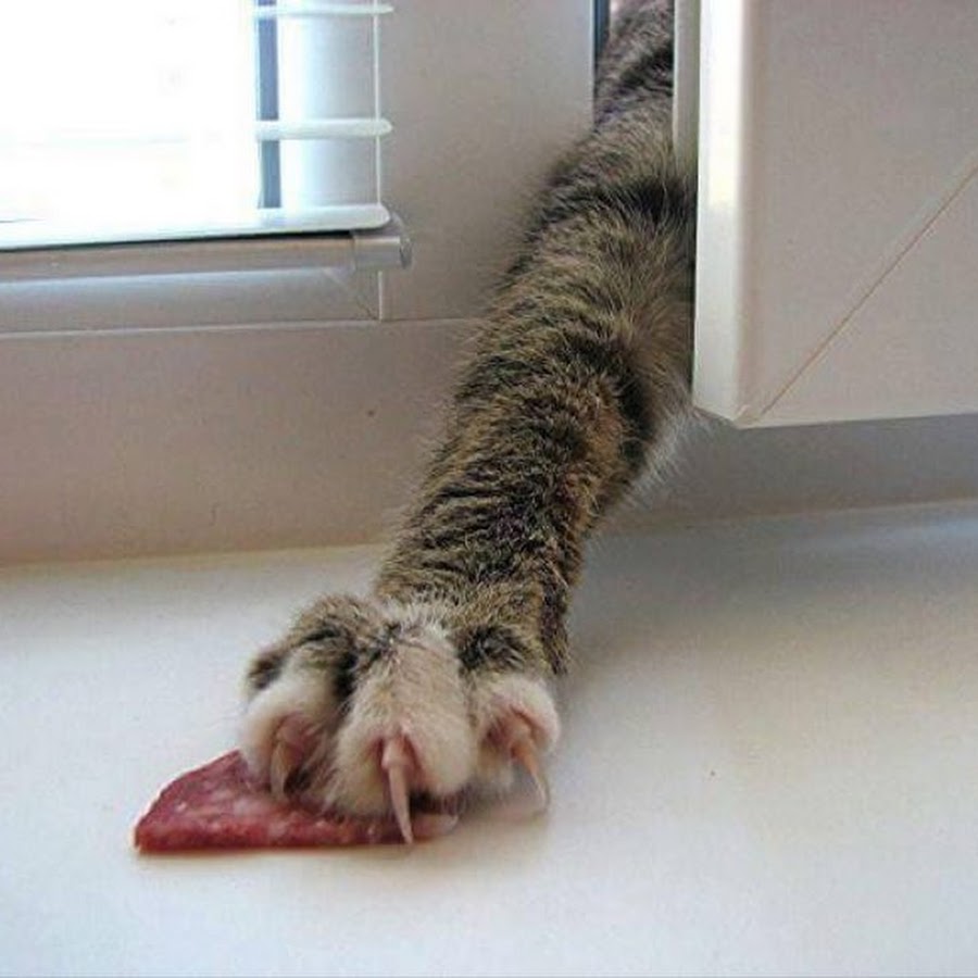 900x900, 77 Kb / котэ, лапа, когти, колбаса