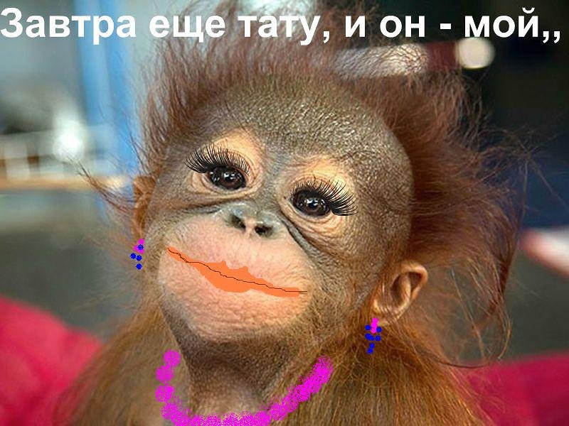 800x600, 101 Kb / обезьяна, яркий макияж, нарощенные ресницы