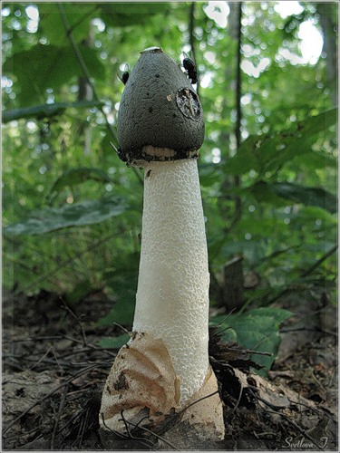 375x500, 66 Kb / гриб, мухи, листья