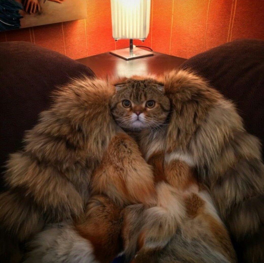 1039x1036, 135 Kb / кот, меха