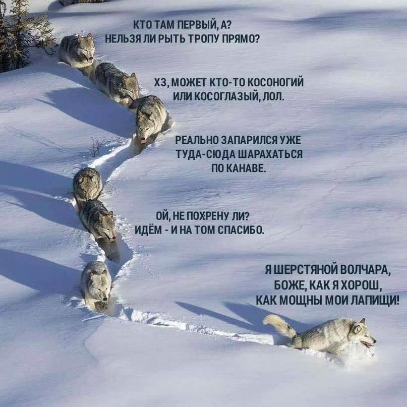 807x807, 84 Kb / волки, колея, мысли, снег, вожак