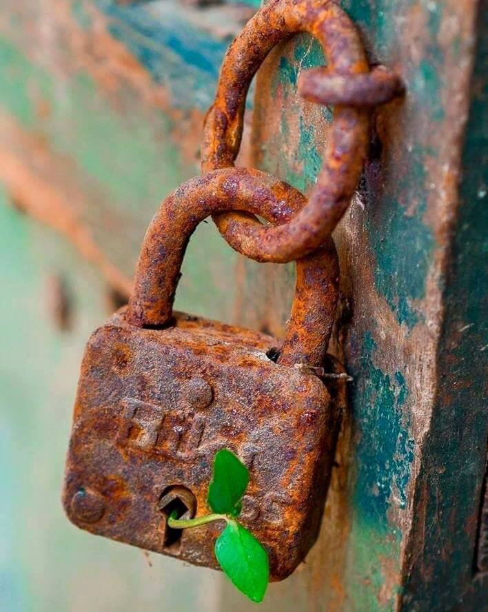 708x888, 187 Kb / замок, растение, ржавчина