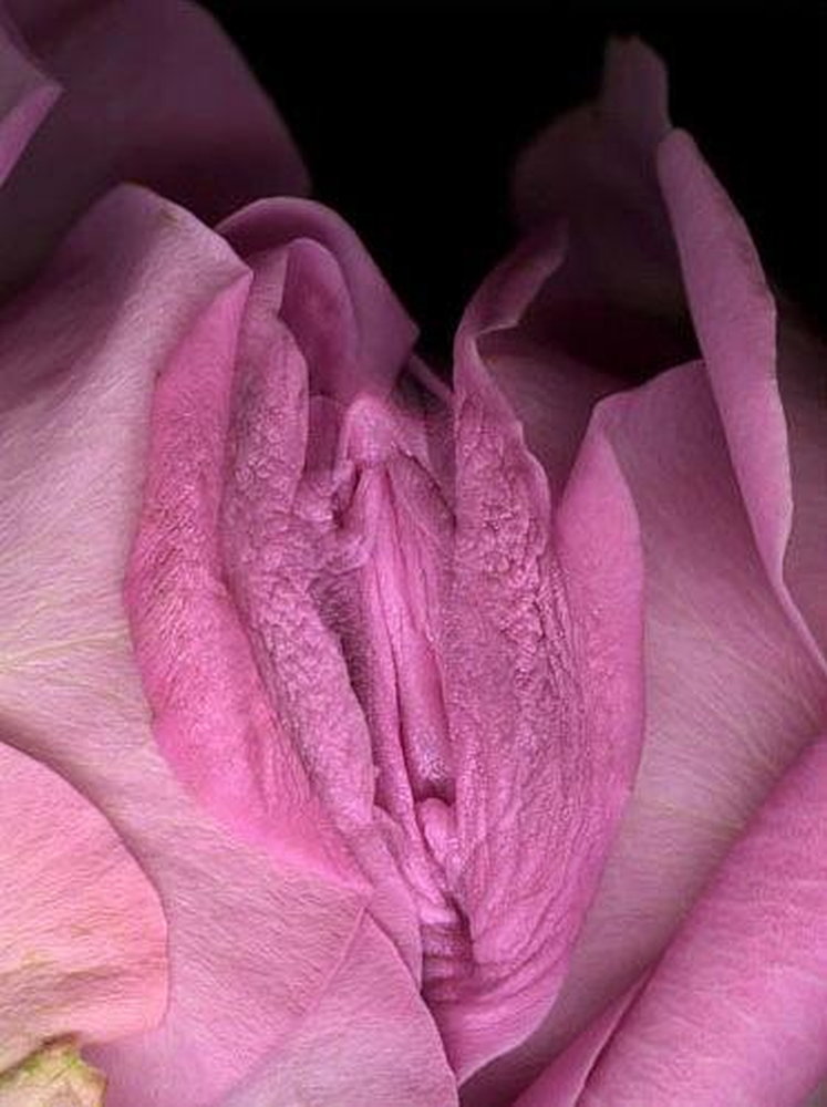 747x1000, 100 Kb / цветок, роза, ассоциации