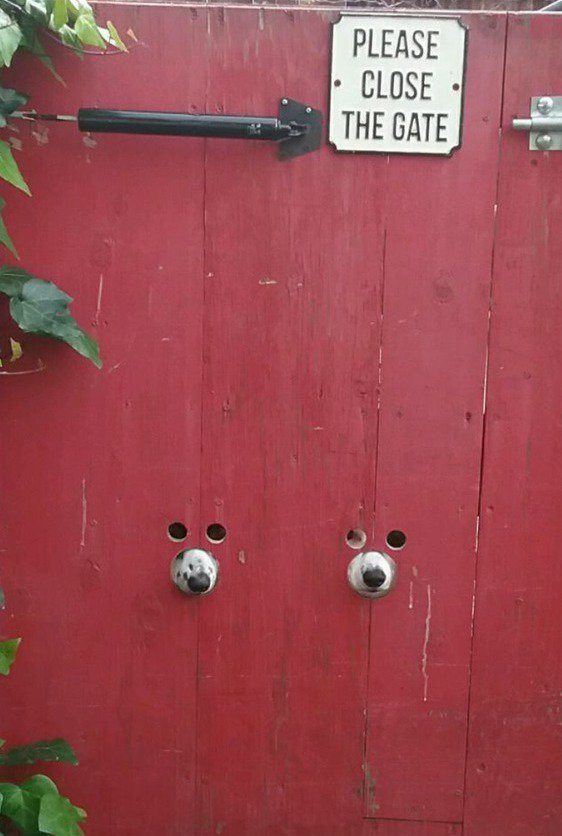 562x836, 62 Kb / Собаки, ворота, дырки, носы