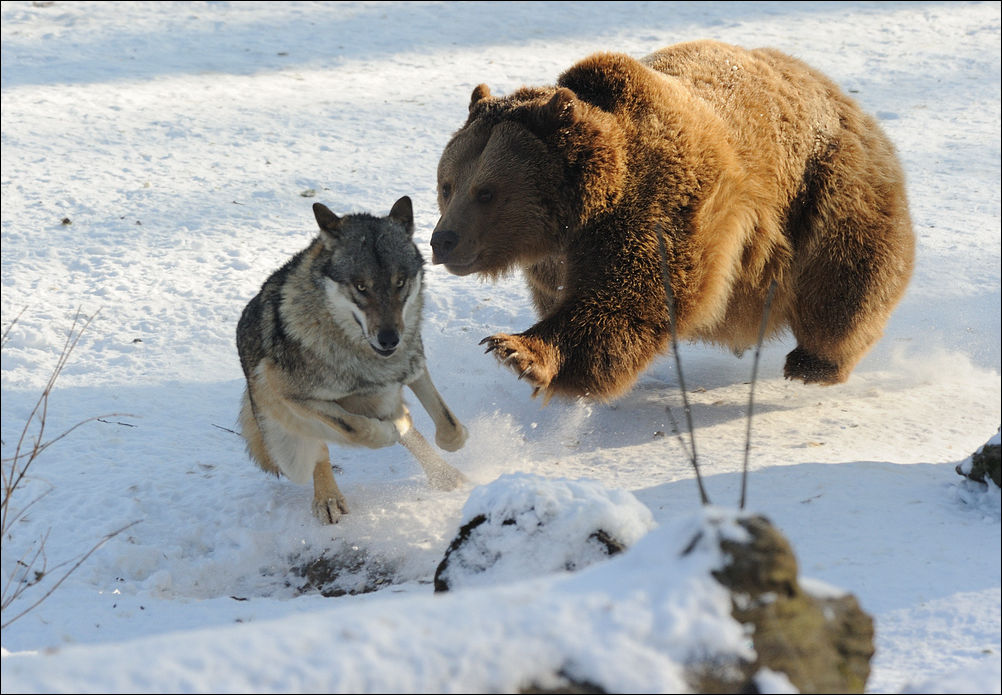 1002x695, 146 Kb / медведь, волк, снег, бочок