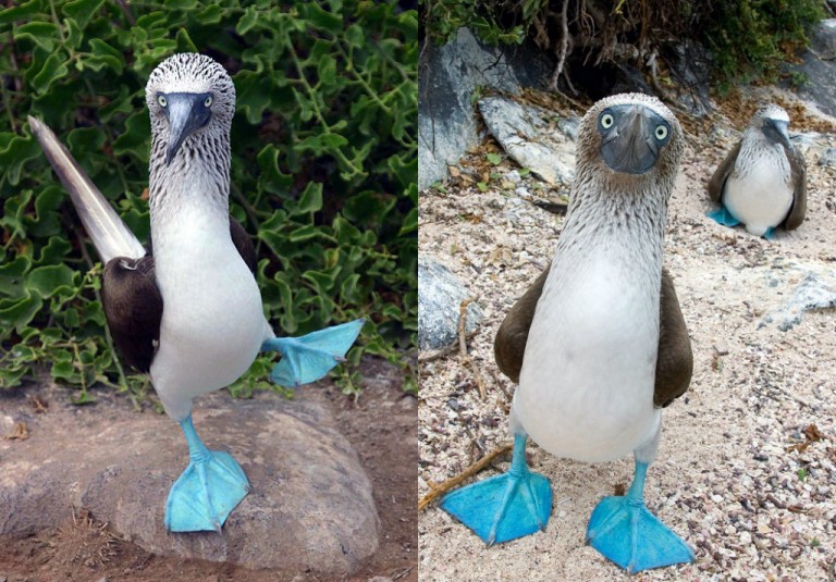 768x535, 140 Kb / Голубоногая олуша, птица, лапы, бирюзовые