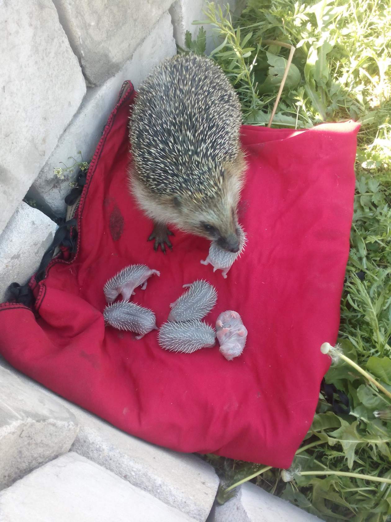 1260x1680, 212 Kb / ежи, ежата, трава, ёжики