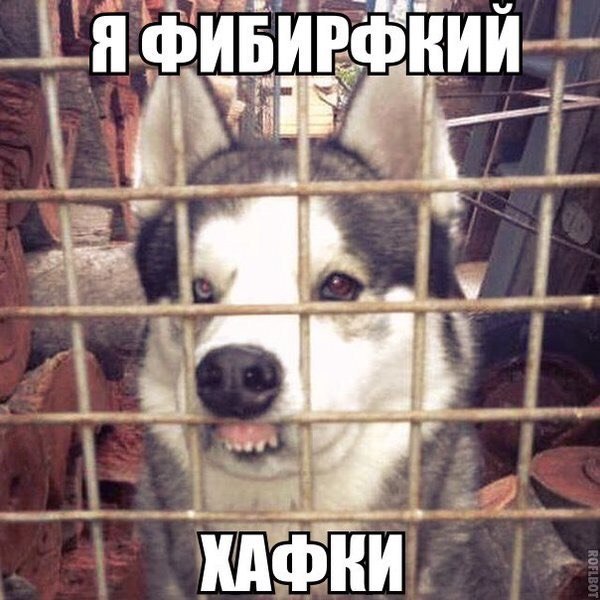 600x600, 76 Kb / хаски, решетка