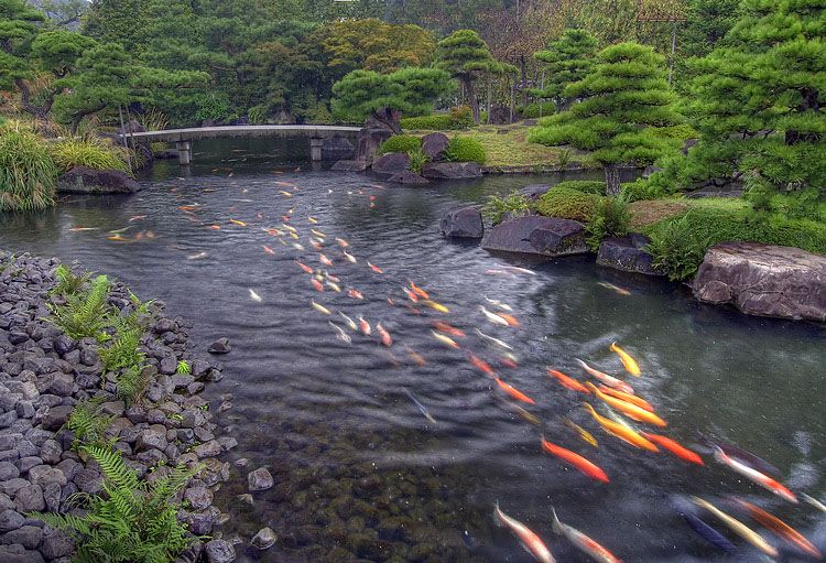 750x511, 128 Kb / пруд, рыбы, деревья, камни, мост