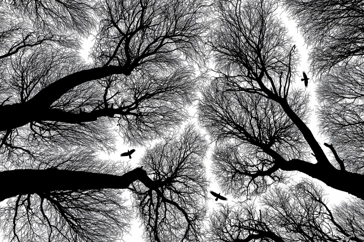 1194x796, 473 Kb / деревья, вороны, небо, ч/б
