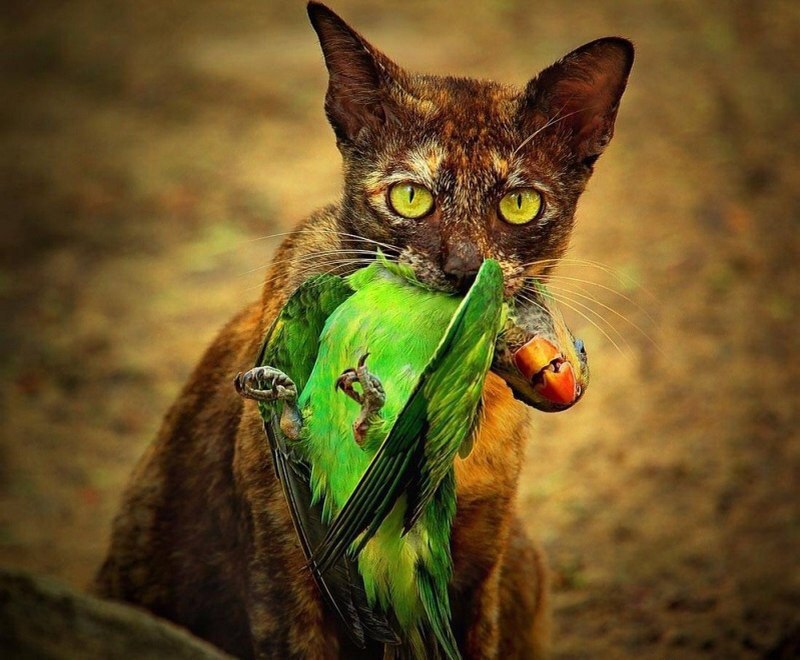 800x660, 104 Kb / кот, попугай, охота, добыча