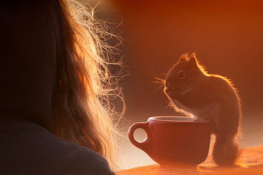 921x613, 116 Kb / белка, чашка, волосы, закат