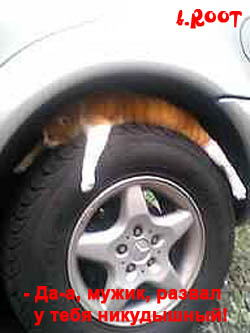 250x333, 46 Kb / кот, колесо, развал