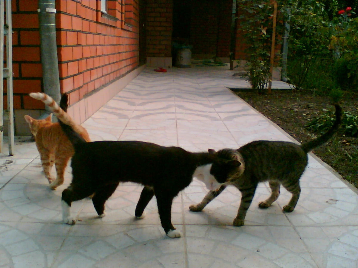 1200x900, 245 Kb / котэ, братство