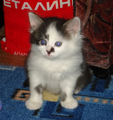 394x420, 67 Kb / кот, голубой, глаза, серый, беталинк