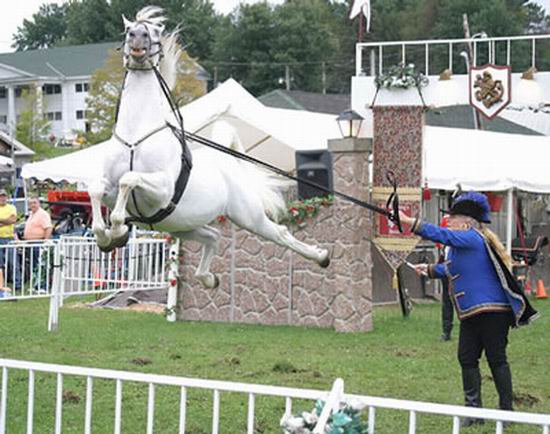 550x434, 53 Kb / конь, пегас