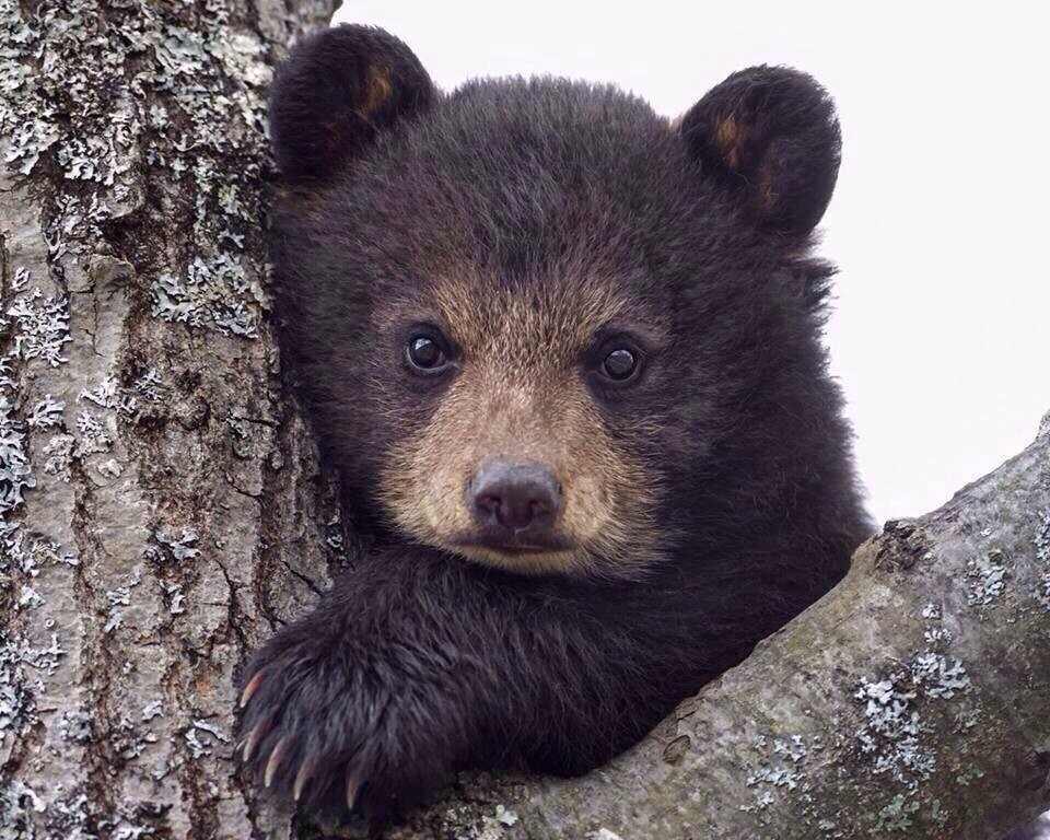 960x768, 175 Kb / медвежонок, дерево