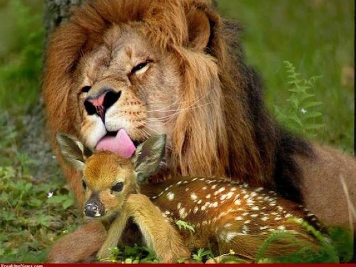 1440x1080, 235 Kb / лев, грива, язык, олененок