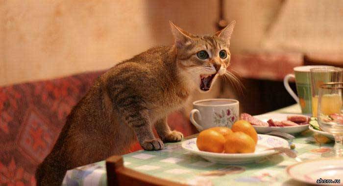 700x381, 31 Kb / кот, стол