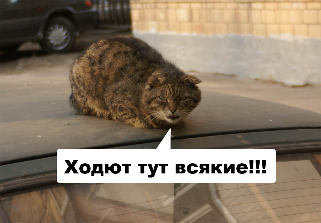 1024x711, 99 Kb / ПБ, кот