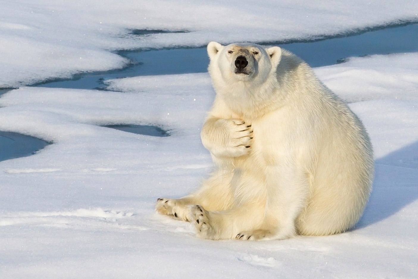 1405x937, 403 Kb / белый медведь, снег