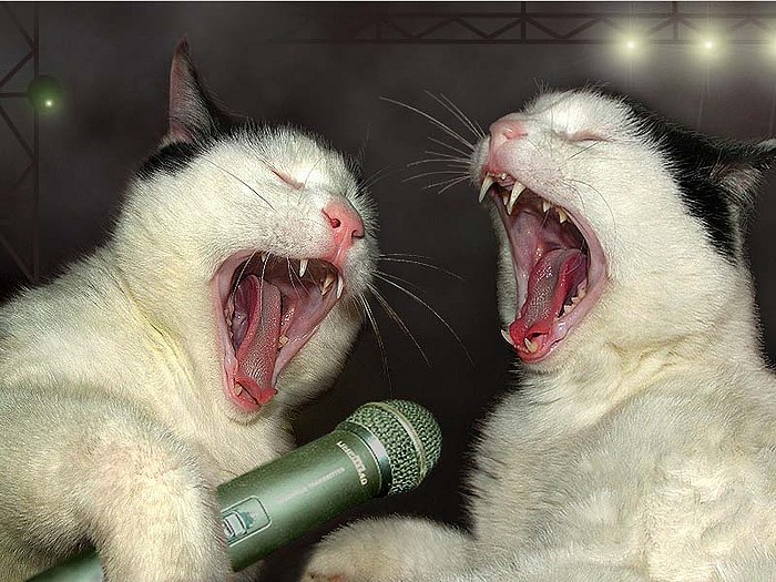 700x525, 132 Kb / Коты, микрофон, поют