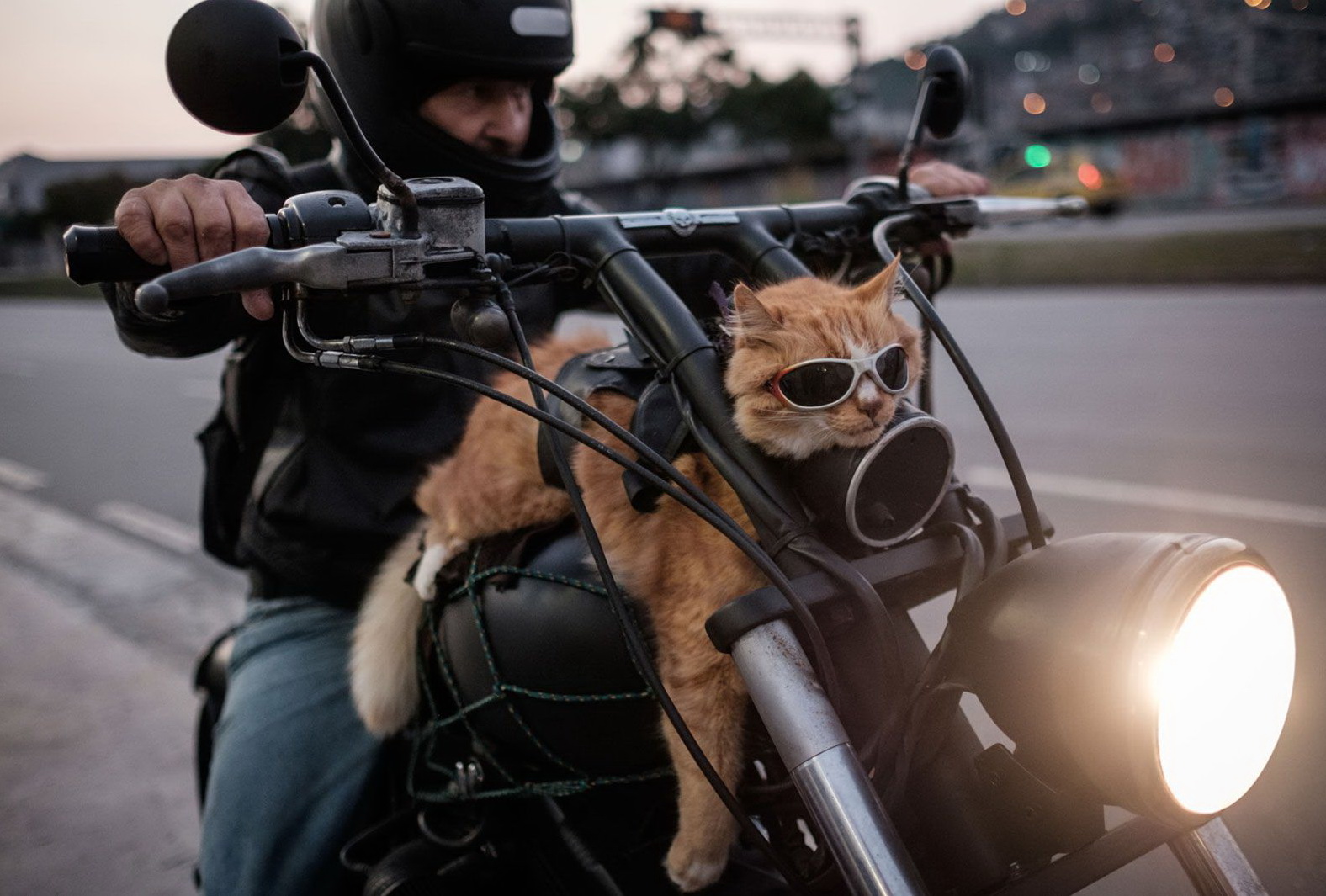 1576x1065, 390 Kb / кот, мотоцикл, фара, рыжий