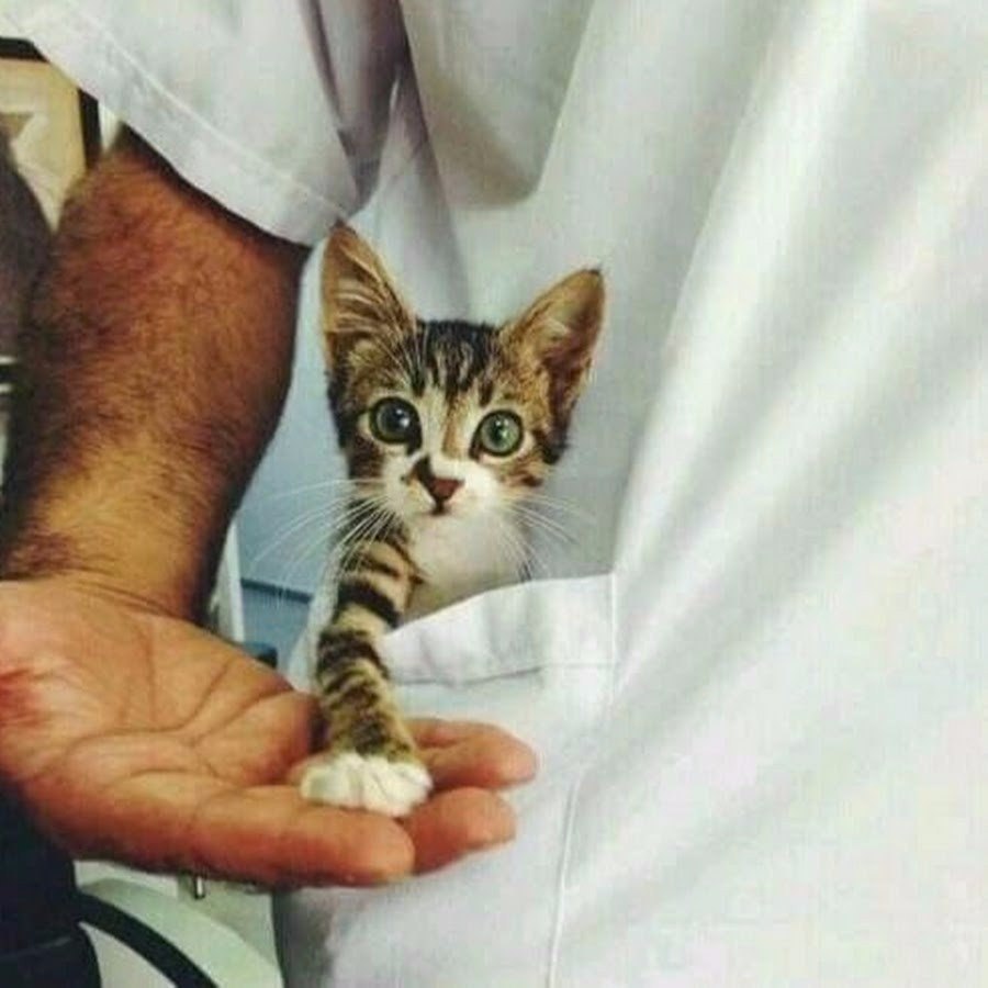 900x900, 77 Kb / рука, волосы, халат, карман, котик