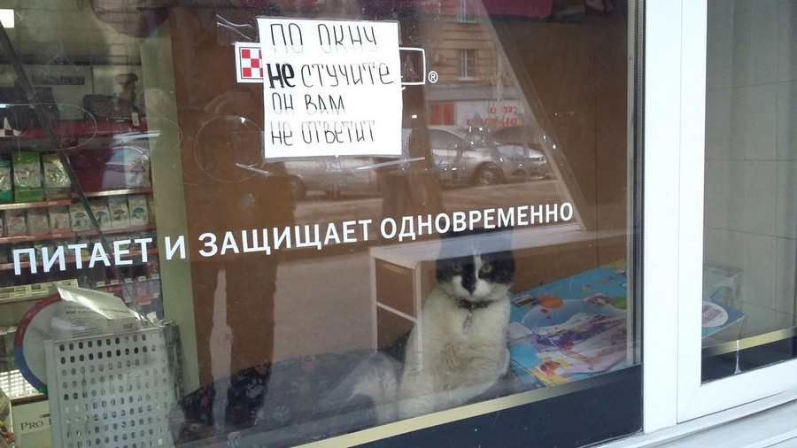 900x506, 108 Kb / кот, питает, защищает, не ответит