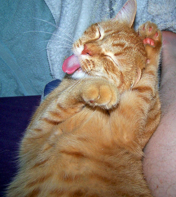 565x632, 107 Kb / кот, умывание