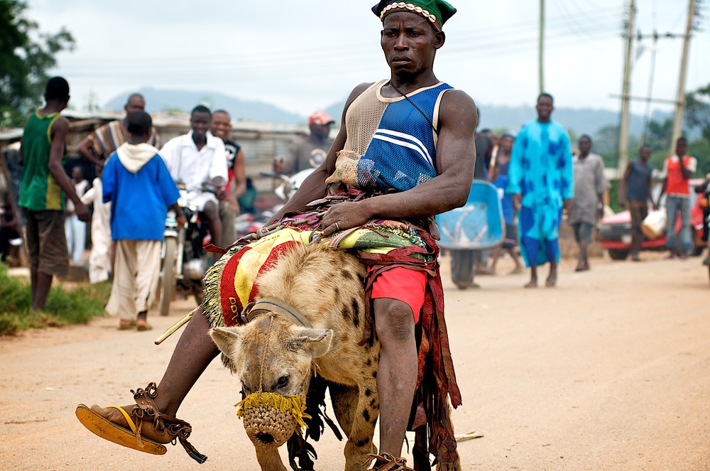 1000x663, 326 Kb / гиена, верхом, намордник