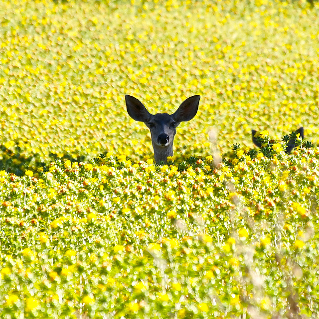 640x640, 452 Kb / косуля, поле, цветы